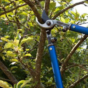 Tree Care