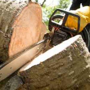 Tree Trimming