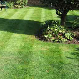 Yard Upkeep